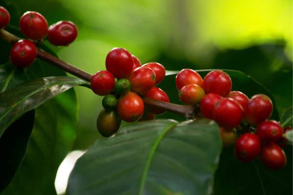 Café Orgânico e Sustentável: O Que Você Precisa Saber